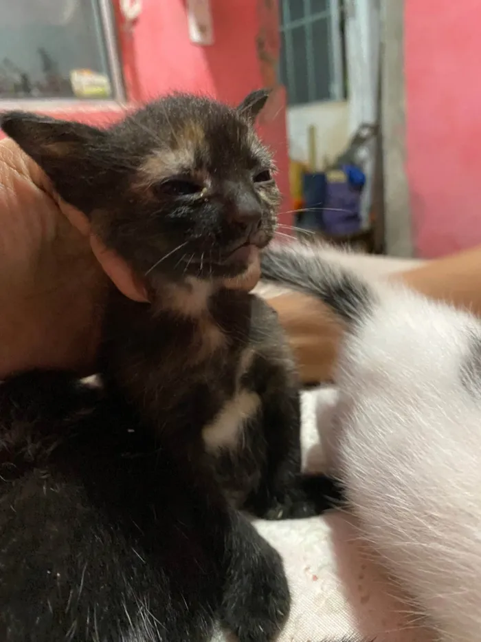 Gato ra a SRD-ViraLata idade Abaixo de 2 meses nome eles nao tem nomes 