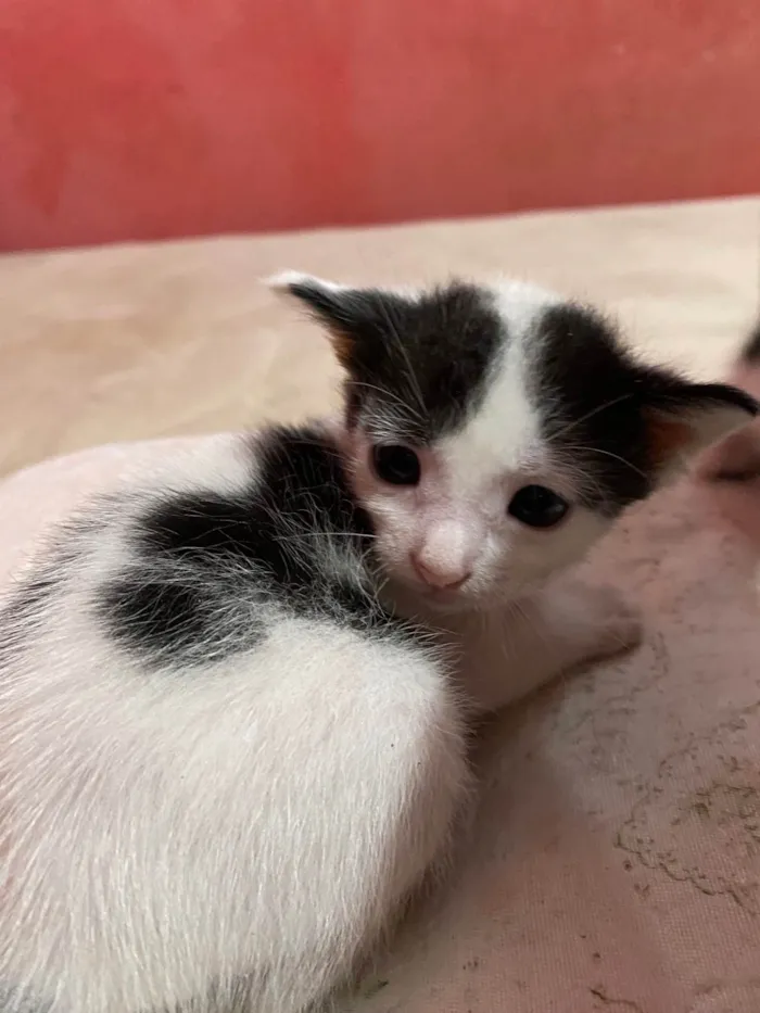 Gato ra a SRD-ViraLata idade Abaixo de 2 meses nome eles nao tem nomes 