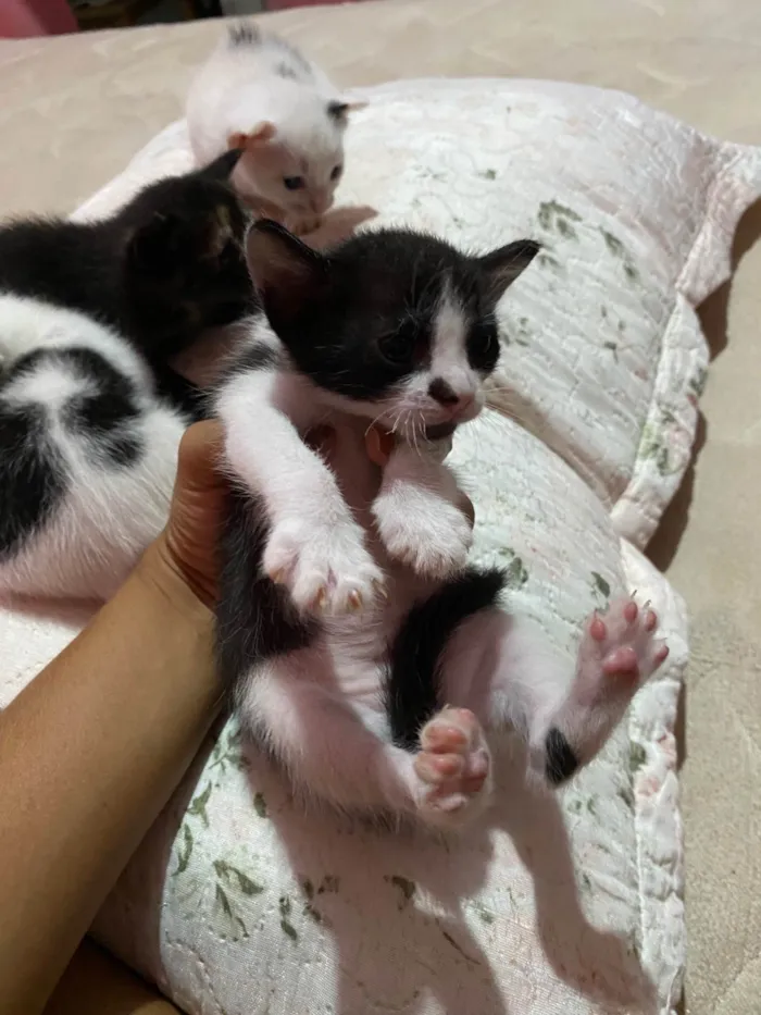 Gato ra a SRD-ViraLata idade Abaixo de 2 meses nome eles nao tem nomes 