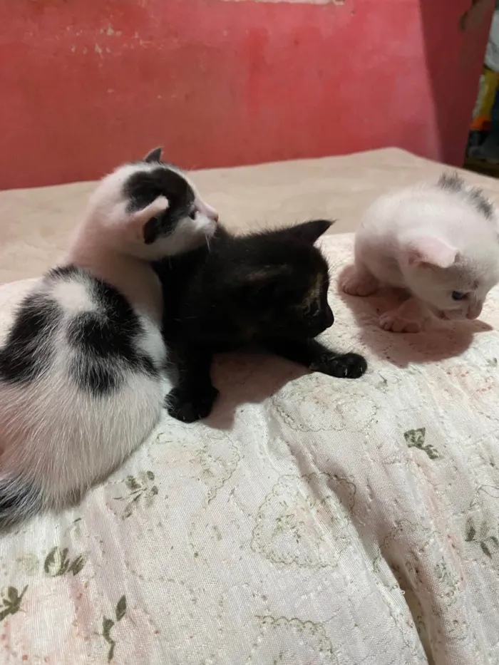 Gato ra a SRD-ViraLata idade Abaixo de 2 meses nome eles nao tem nomes 