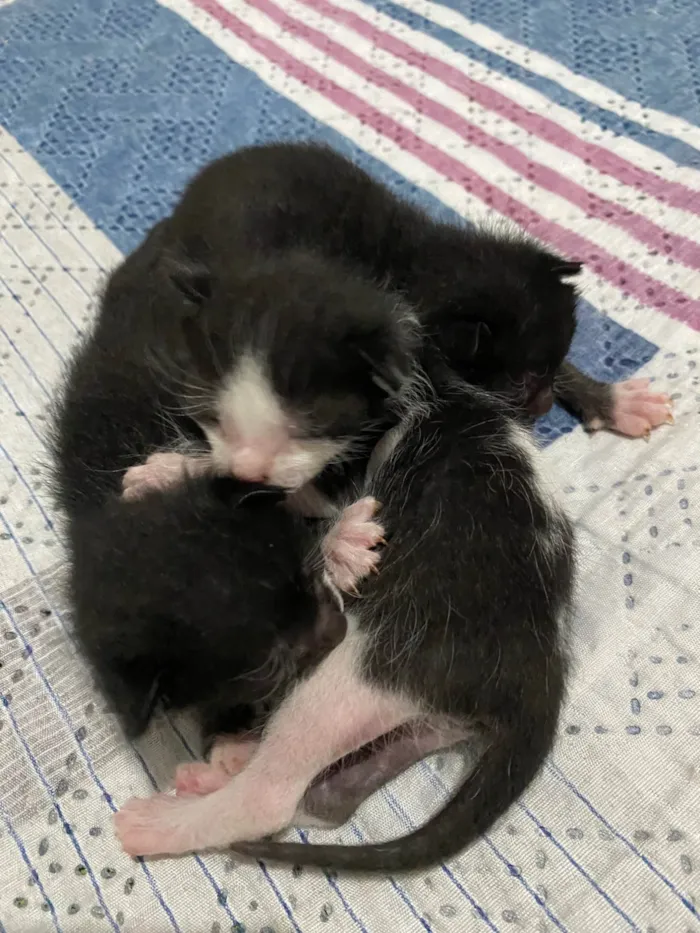 Gato ra a SRD-ViraLata idade Abaixo de 2 meses nome eles nao tem nomes 