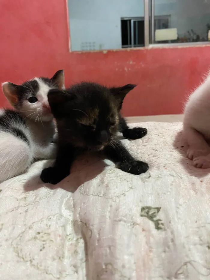 Gato ra a SRD-ViraLata idade Abaixo de 2 meses nome eles nao tem nomes 