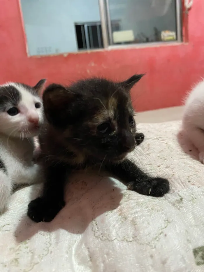 Gato ra a SRD-ViraLata idade Abaixo de 2 meses nome eles nao tem nomes 