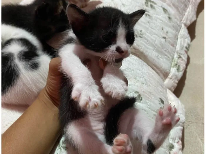 Gato ra a SRD-ViraLata idade Abaixo de 2 meses nome eles nao tem nomes 