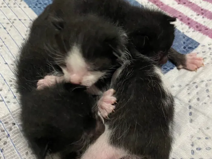 Gato ra a SRD-ViraLata idade Abaixo de 2 meses nome eles nao tem nomes 