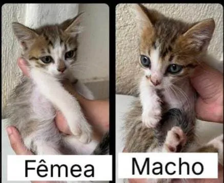 Gato ra a SRD-ViraLata idade 2 a 6 meses nome Mel e Pingo