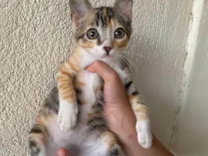 Gato ra a SRD-ViraLata idade 2 a 6 meses nome Frida