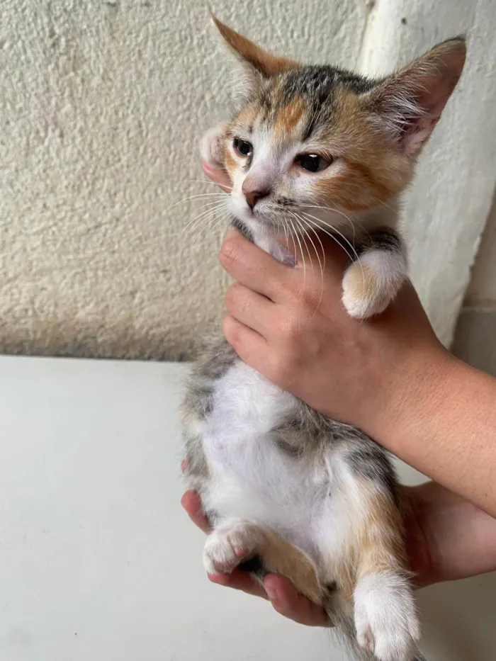 Gato ra a SRD-ViraLata idade 2 a 6 meses nome Mosaico 