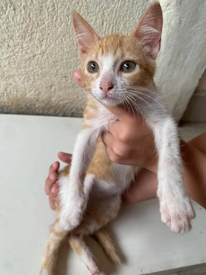 Gato ra a SRD-ViraLata idade 2 a 6 meses nome Canjiquinha