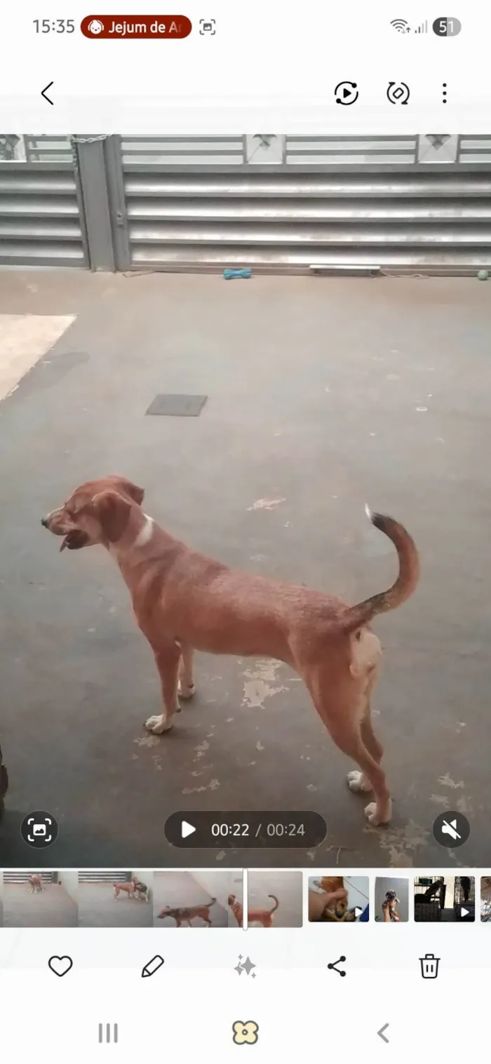 Cachorro ra a SRD-ViraLata idade 6 ou mais anos nome Luna e Akira