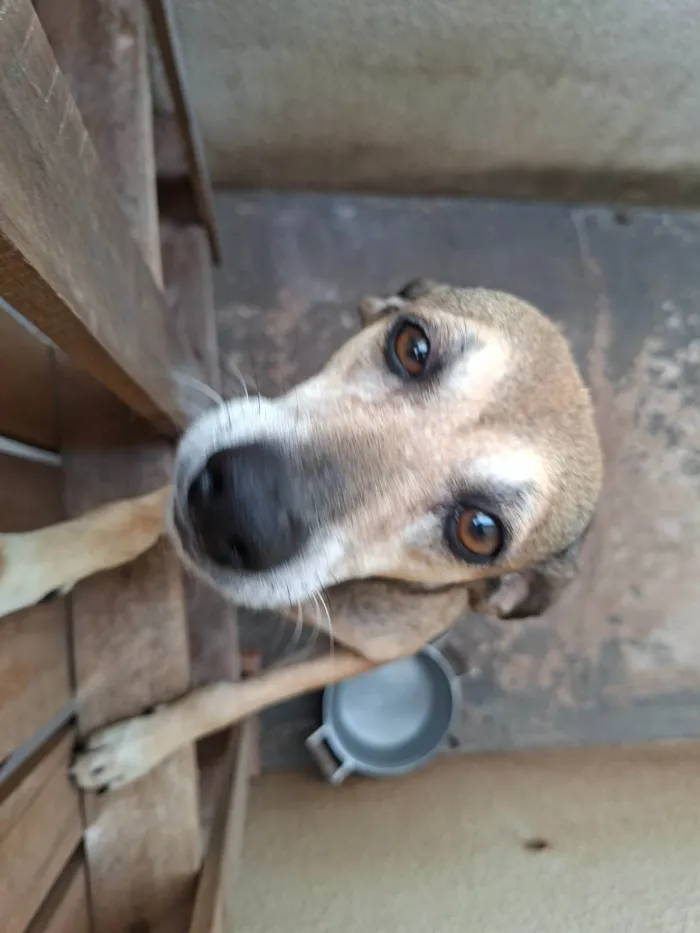 Cachorro ra a SRD-ViraLata idade 6 ou mais anos nome Luna e Akira