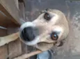 Cachorro ra a SRD-ViraLata idade 6 ou mais anos nome Luna e Akira