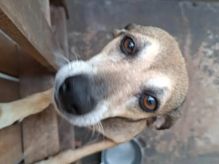Cachorro ra a SRD-ViraLata idade 6 ou mais anos nome Luna e Akira