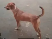 Cachorro raça SRD-ViraLata idade 6 ou mais anos nome Luna e Akira