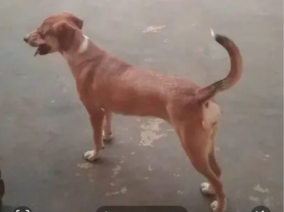 Cachorro raça SRD-ViraLata idade 6 ou mais anos nome Luna e Akira