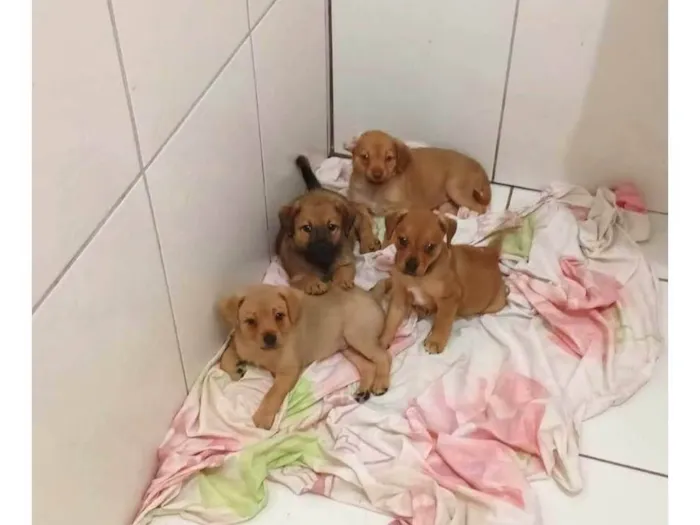 Cachorro raça SRD-ViraLata idade 2 a 6 meses nome Sem nomes