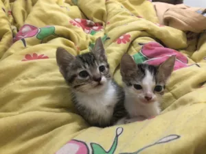 Gato ra a SRD-ViraLata idade Abaixo de 2 meses nome Romeu e Julieta 