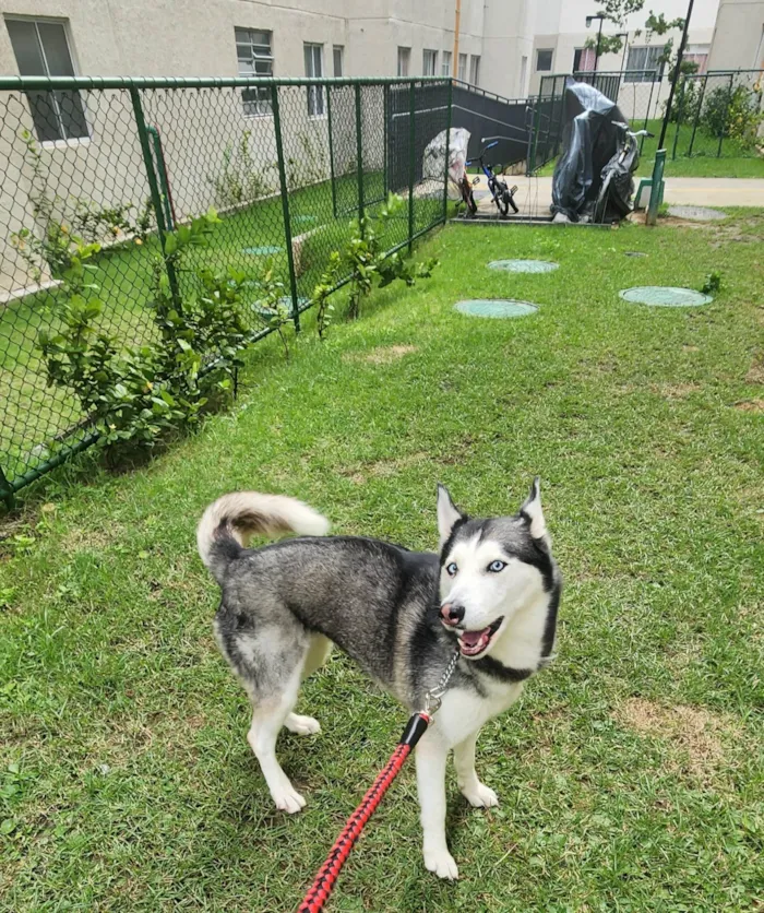 Cachorro ra a Husky Siberiano idade 4 anos nome Nala