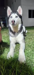 Cachorro raça Husky Siberiano idade 4 anos nome Nala