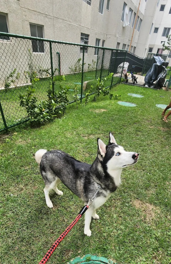 Cachorro ra a Husky Siberiano idade 4 anos nome Nala