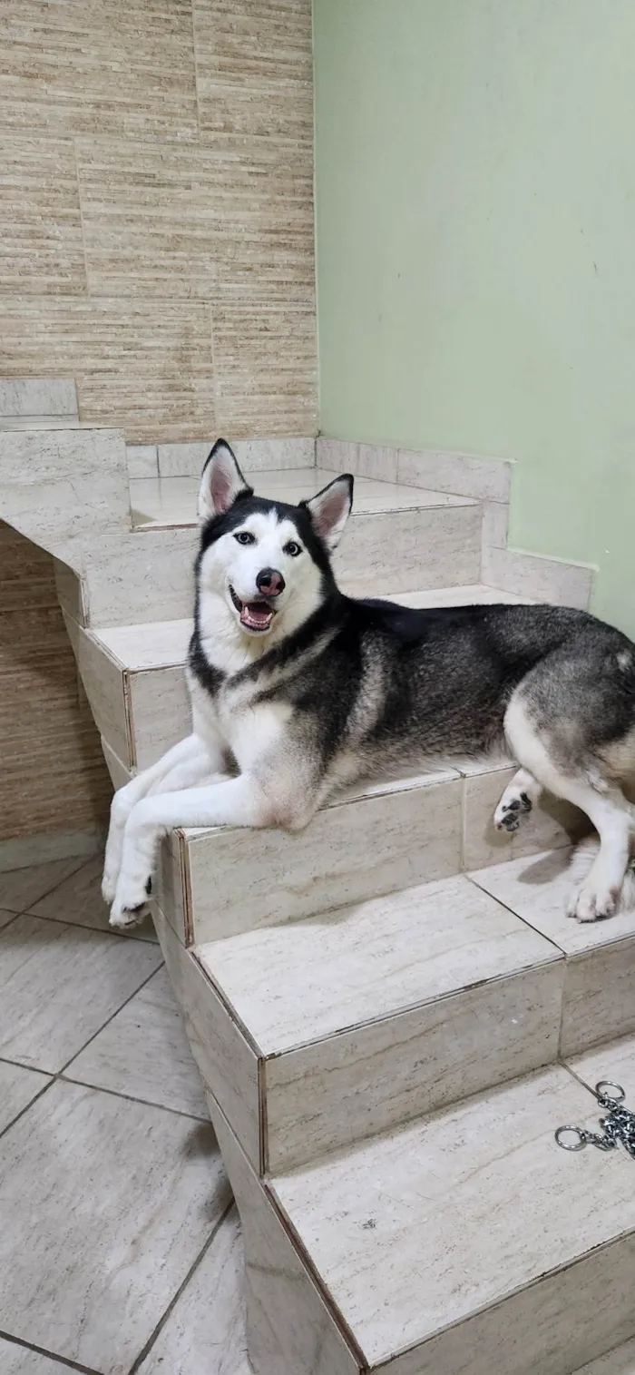Cachorro ra a Husky Siberiano idade 4 anos nome Nala