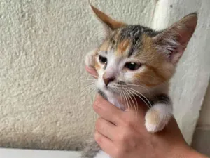 Gato raça SRD-ViraLata idade 2 a 6 meses nome Mosaico 