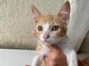Gato ra a SRD-ViraLata idade 2 a 6 meses nome Canjiquinha
