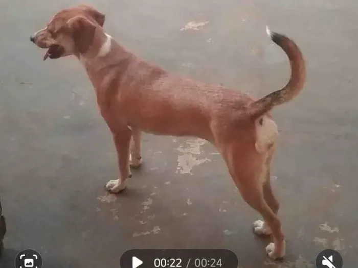 Cachorro ra a SRD-ViraLata idade 6 ou mais anos nome Luna e Akira