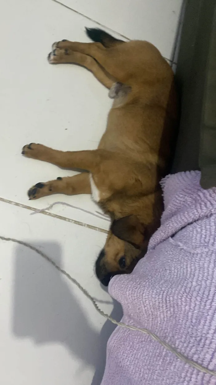 Cachorro ra a Basset-Cofap idade 7 a 11 meses nome Fujão 