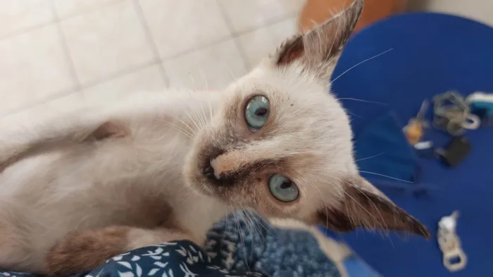 Gato ra a SRD-ViraLata idade Abaixo de 2 meses nome Pingo