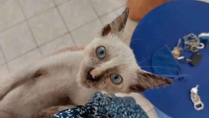 Gato ra a SRD-ViraLata idade Abaixo de 2 meses nome Pingo