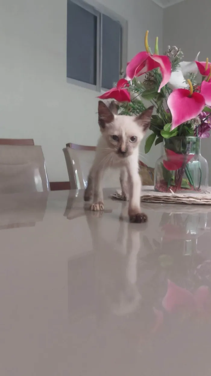 Gato ra a SRD-ViraLata idade Abaixo de 2 meses nome Pingo