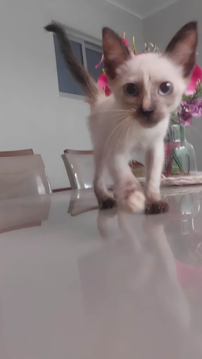 Gato ra a SRD-ViraLata idade Abaixo de 2 meses nome Pingo