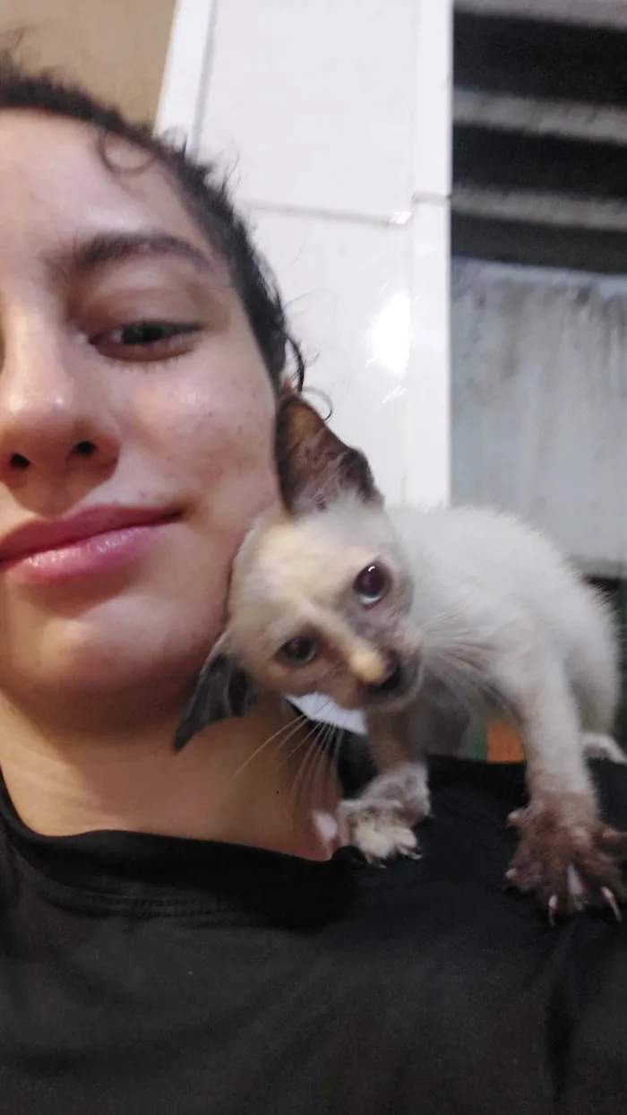 Gato ra a SRD-ViraLata idade Abaixo de 2 meses nome Pingo