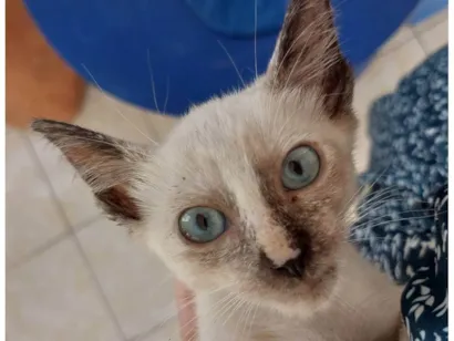 Gato raça SRD-ViraLata idade Abaixo de 2 meses nome Pingo