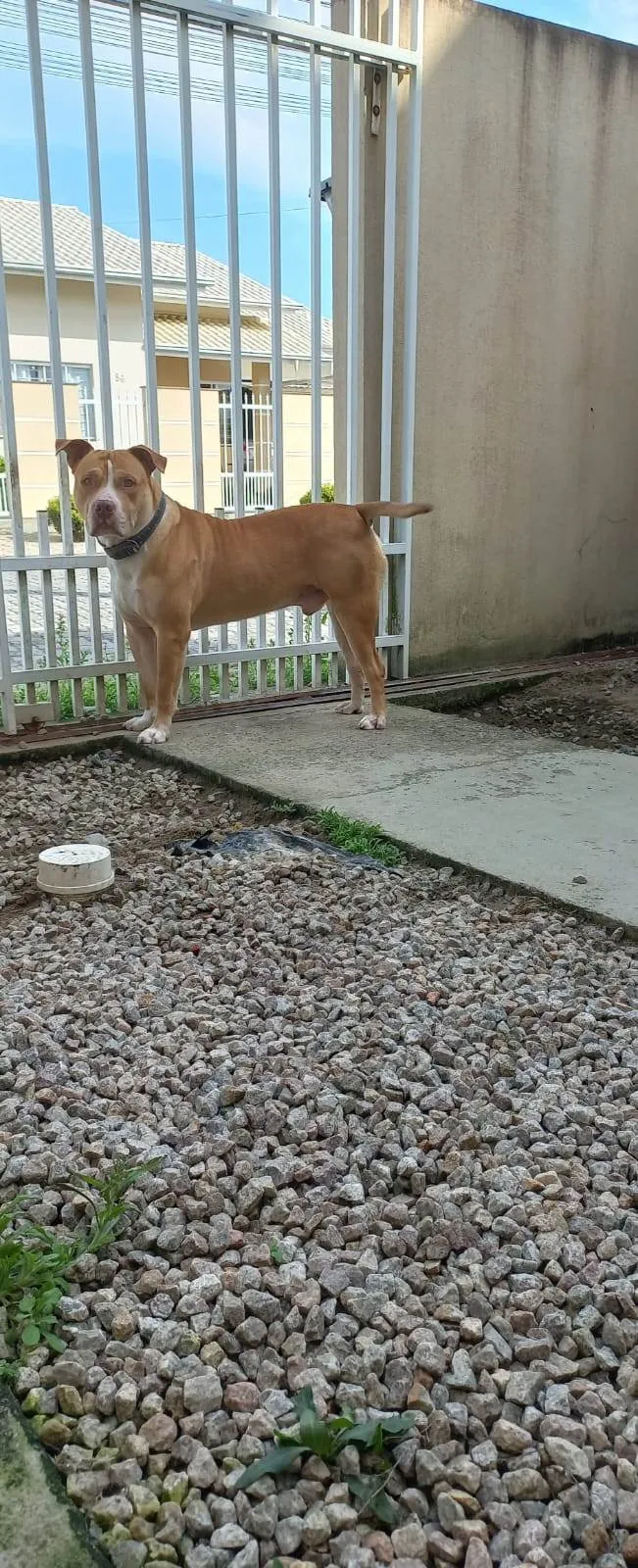 Cachorro ra a Pit-Bull idade 6 ou mais anos nome Zeus