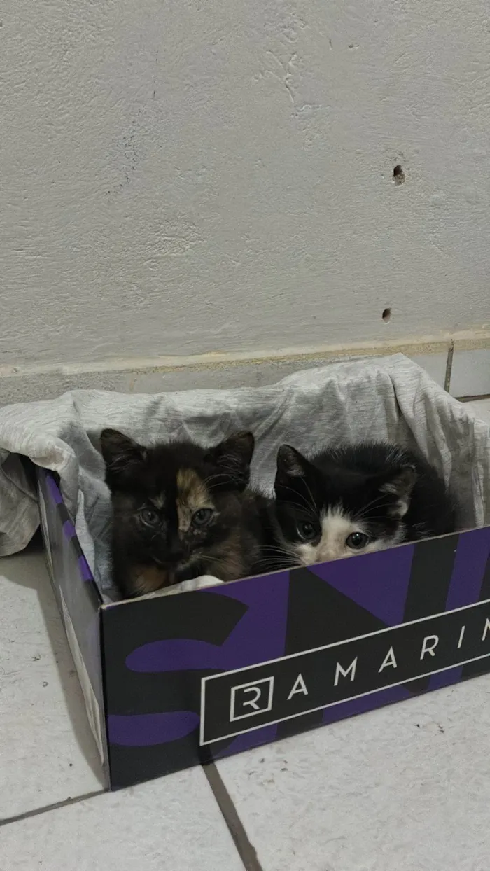 Gato ra a SRD-ViraLata idade 2 a 6 meses nome não tem