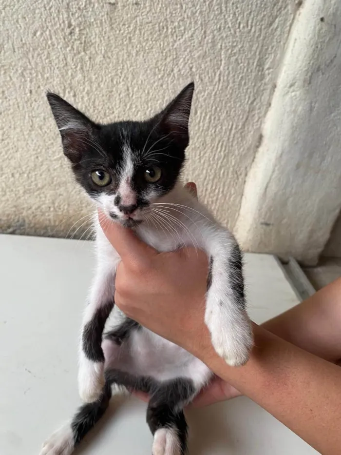 Gato ra a SRD-ViraLata idade 2 a 6 meses nome Pinguim