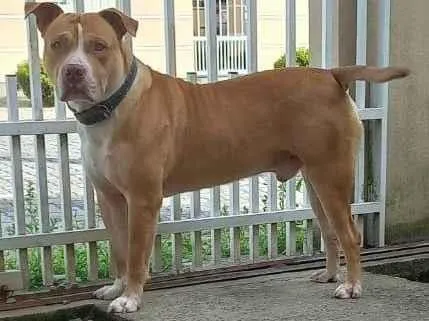 Cachorro raça Pit-Bull idade 6 ou mais anos nome Zeus