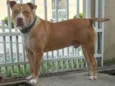 Cachorro ra a Pit-Bull idade 6 ou mais anos nome Zeus