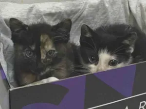 Gato raça SRD-ViraLata idade 2 a 6 meses nome não tem