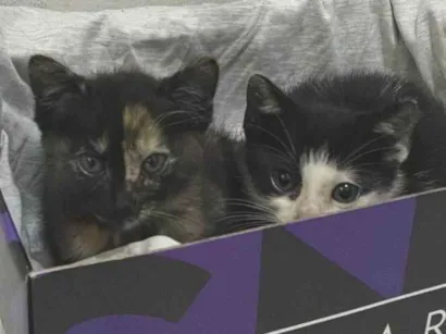 Gato raça SRD-ViraLata idade 2 a 6 meses nome não tem