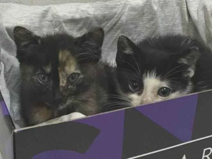 Gato ra a SRD-ViraLata idade 2 a 6 meses nome não tem