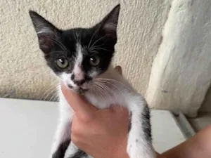 Gato ra a SRD-ViraLata idade 2 a 6 meses nome Pinguim