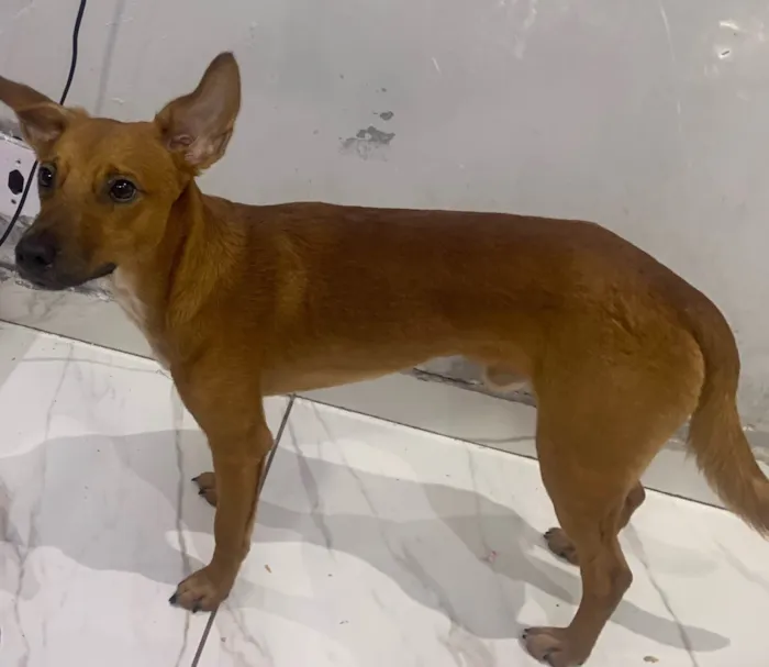 Cachorro ra a SRD-ViraLata idade 7 a 11 meses nome Teddy