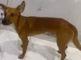 Cachorro ra a SRD-ViraLata idade 7 a 11 meses nome Teddy