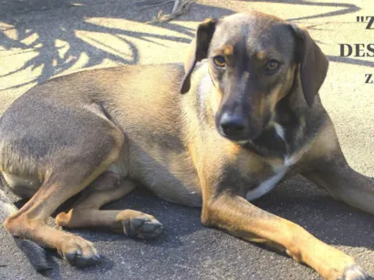 Cachorro raça SRD-ViraLata idade 6 ou mais anos nome Zequinha