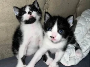 Gato ra a SRD-ViraLata idade Abaixo de 2 meses nome DOANDO 2 gatas filhotes 