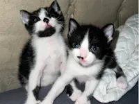 DOANDO 2 gatas filhotes