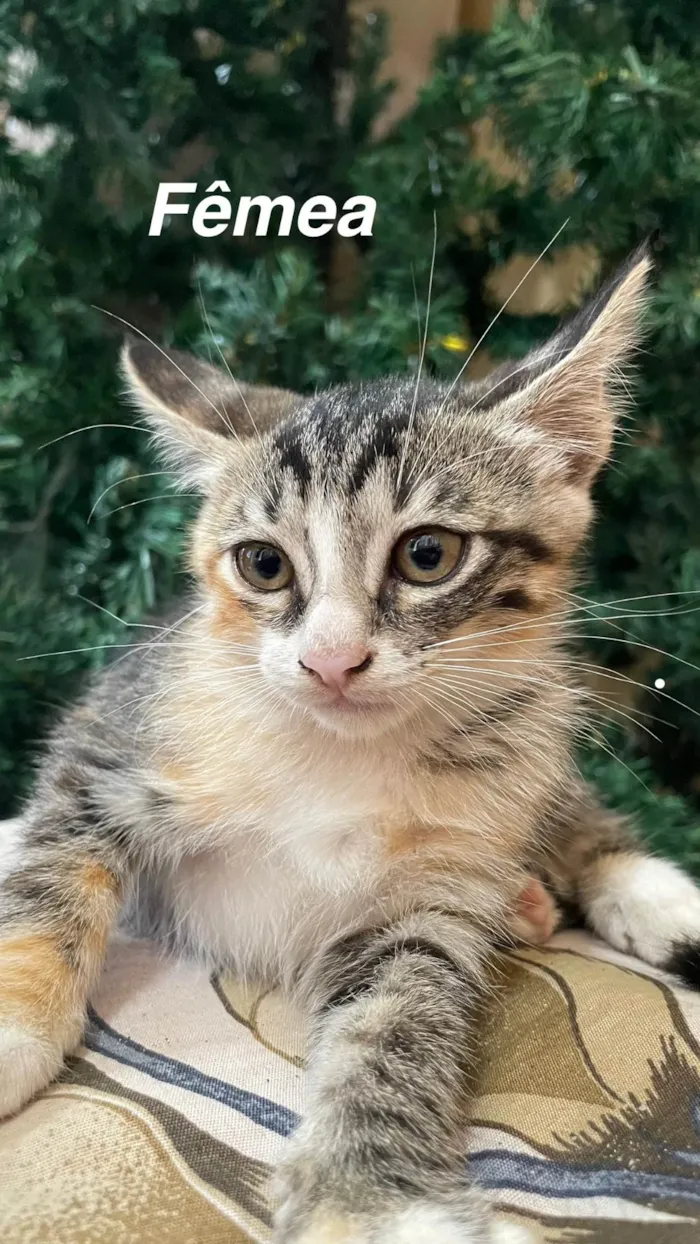 Gato ra a SRD-ViraLata idade 2 a 6 meses nome Docinho 